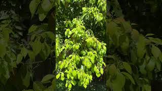 Camphor tree in bloom a common street trees in Brisbane Camphora officinarum [upl. by Aden]