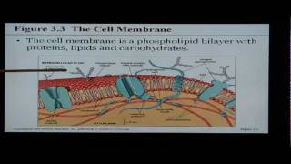 Anatomy and Physiology Help Chapter 3 The Cell [upl. by Grannias]