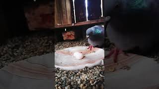 Racer Pigeon nesting pigeonbird Pigeonlover kabutar shortvide racerpigeon loft birds [upl. by Nwavahs]