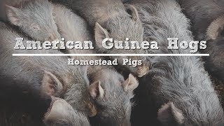 American Guinea Hogs Are They Really the Perfect Homestead Pig [upl. by Ruvolo]