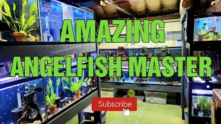 AMAZING Angelfish breeder FISHROOM TOUR 2021 Master angelfish and pleco breeder [upl. by Tayler868]