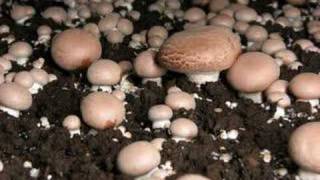 Time lapse video of mushrooms fruiting [upl. by Danete]