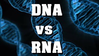 DNA vs RNA  der schnelle Vergleich [upl. by Rico]