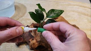 How to attach an Anubias plant on a piece of wood in an aquarium [upl. by Oirom]