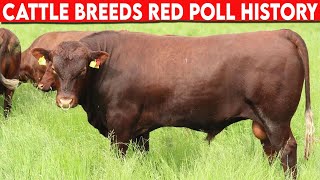 ⭕ Cattle Breeds RED POLL History ✅ Cattle RED POLL Bulls RED POLL [upl. by Nadda]