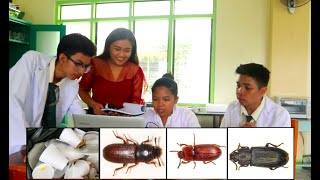 SciHigh kids use 3 different Tribolium Beetle species in the biodegradation of styrofoam wastes [upl. by Okkin428]