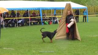 Dobermann IDC World Championship 2019 Hungary Compilation Stage C Sunday 05 05 2019 [upl. by Biddy210]