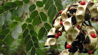 Adenanthera pavonina  Red Lucky Seed [upl. by Jovia]