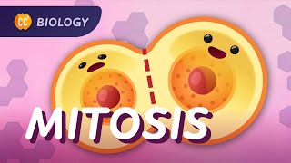 Mitosis amp the Cell Cycle How Cells Clone Themselves Crash Course Biology 29 [upl. by Adnamar148]