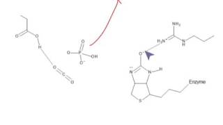 CHEM 407  Gluconeogenesis  Pyruvate Carboxylase [upl. by Arick]