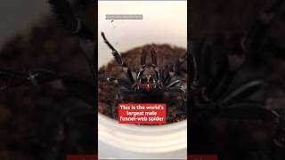 Biggest male funnelweb spider will be milked for venom [upl. by Bowden176]