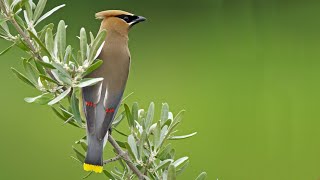 Cedar Waxwings Eating Berries [upl. by Orv]