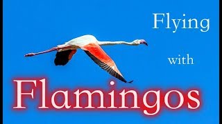 Flying With the Flamingos 4K [upl. by Jasmina]