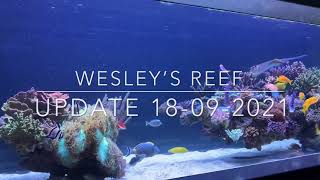 Wesley’s reef tank update 18092021 [upl. by Ynnor141]