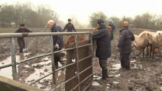 20 ponies rescued from a life of misery [upl. by Etaner]