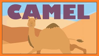 Camel Song 🐪  Extraordinary Dromedary Fun Animal Song for Kids │ Smiley Rhymes [upl. by Euton]