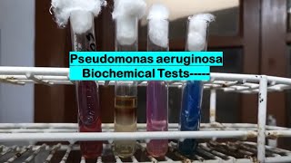 Biochemical tests of Pseudomonas aeruginosa Demonstration [upl. by Corder]