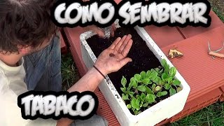 Como Sembrar Tabaco En Casa  El Semillero  Cultivo De Tabaco  La Huertina De Toni [upl. by Oicirtap948]