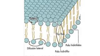 Propiedades de la membrana plasmatica Fluidez [upl. by Zumwalt481]