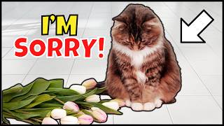 6 Ways Cats Apologize To Their Humans [upl. by Nauqel]