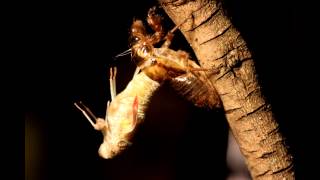 Cicada Moulting Timelapse [upl. by Yensehc201]