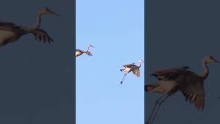 🐤 Sandhill Cranes Return A Stunning Fall Sunset Spectacle 🌅🕊️wildlife sandhillcranes nature [upl. by Apollus]