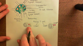 Corticosteroids for Asthma Part 2 [upl. by Kiker422]