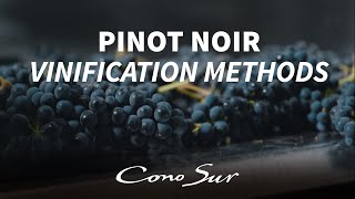 Pinot Noir vinification methods How Cono Sur produces its wines [upl. by Htebazil503]