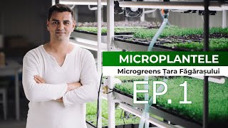 Ce trebuie să știi despre MICROPLANTE 🌿 Ce sunt la ce ajută și cum le putem folosi 🌿 Cum crestem [upl. by Netnerb]