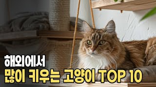 세계에서 가장 많이 키우는 고양이 품종 TOP10 [upl. by Yerffeg616]