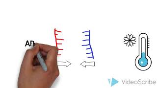 DNA  Hybridisierung  Biologie [upl. by Lanuk]