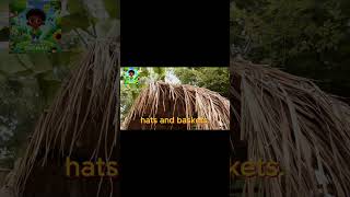 Aloha Adventure with Thomas Discover Hawaii’s Native Loulu Palm hawaii naturelovers facts [upl. by Hayyim]