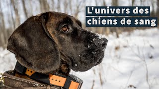 Lunivers des chiens de sang entraînés pour traquer le gibier blessé [upl. by Akenat]