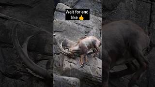 alpine ibex goat । Beautiful nature wildlife photography goat alpine shorts viralshorts [upl. by Elleirb87]