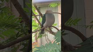 Lotherton Hall Pt2 🐦 dayout birds wildlife nature birdwatching animals closeup [upl. by Hepsiba]