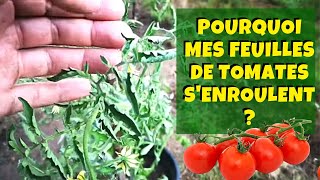 Pourquoi les feuilles de mes tomates senroulent et se recroquevillent [upl. by Etteve]