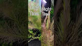 planted aquarium Day time 🆚 Night time  rotala wallichii [upl. by Alicul]