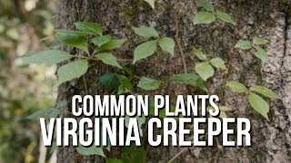 Common Plants Virginia Creeper [upl. by Severen]