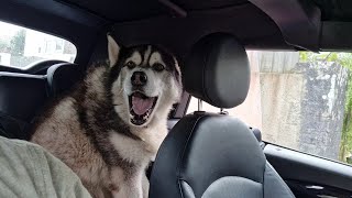 Huskys Scream is So Loud when he Knew we Arrived [upl. by Oswell]