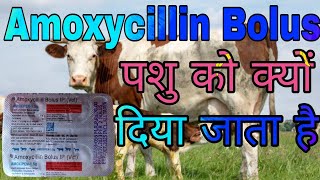 Amoxycillin vetBolus Uses in Hindi  जानिए यह एंटीबायोटिक दवा पशु में क्या काम आती है [upl. by Nimref]