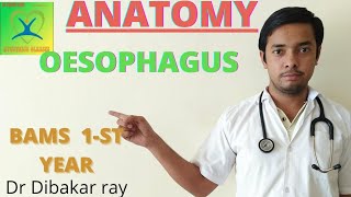 Oesophagus digestive system AnatomyBams 1st year ByDr Dibakar ray [upl. by Letrice]