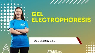 Gel Electrophoresis  QCE Biology 3amp4 [upl. by Elmo]