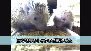 ヒメハリテンレックのご飯タイム Lesser hedgehog tenrec Feeding time [upl. by Nossyla]