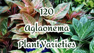 120 AGLAONEMA PLANT VARIETIESCOLLECTION 🌱 [upl. by Lazaro]