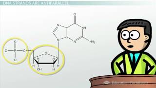 DNA  Adenine Guanine Cytosine Thymine [upl. by Jessalyn362]