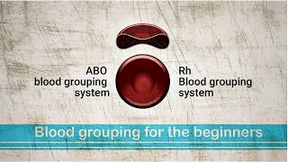 Human blood types blood antigens and antibodies how to do blood grouping and more [upl. by Nairehs]