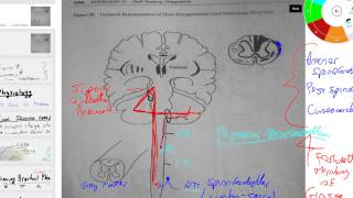 anterior and posterior spinocerebellar and cuneocerebellar tracts [upl. by Enak]