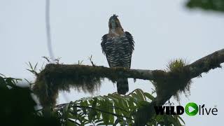 Ornate Hawk eagle Ecuador Bilsa [upl. by Nerfe]