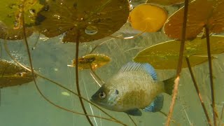 The Hidden World Of The Bluegill [upl. by Mccomb]