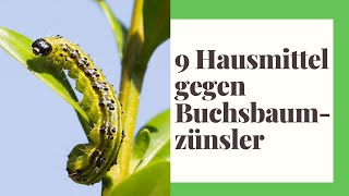 9 Hausmittel gegen Buchsbaumzünsler [upl. by Elatnahc808]